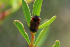 Clytra atraphaxidis