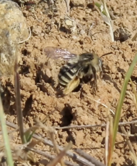 Melissodes microstictus