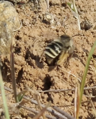 Melissodes microstictus