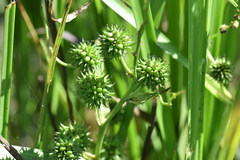 Sparganium erectum neglectum