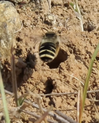 Melissodes microstictus