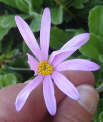 Mairia purpurata