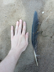 Ardea herodias herodias