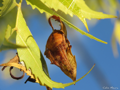 Eriophora edax