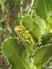 Hesperotettix viridis viridis