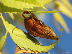 Eriophora edax
