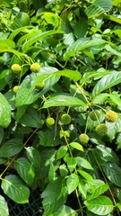 Cephalanthus occidentalis