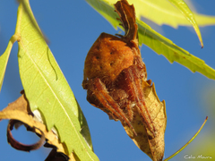Eriophora edax