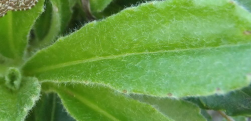 Image of Mairia purpurata by (c) Nicola van Berkel, some rights reserved (CC BY-SA)