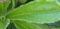Mairia purpurata