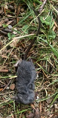 Sorex alpinus