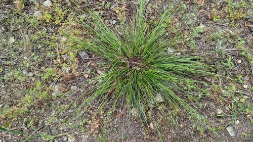 Small Flowered Melica foliage