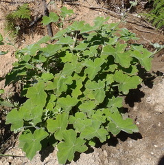 Pelargonium tomentosum
