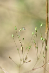 Sabulina tenuifolia