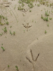 Ardea herodias herodias