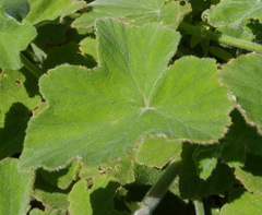 Pelargonium tomentosum