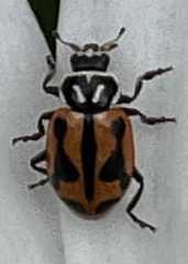 Hippodamia sinuata