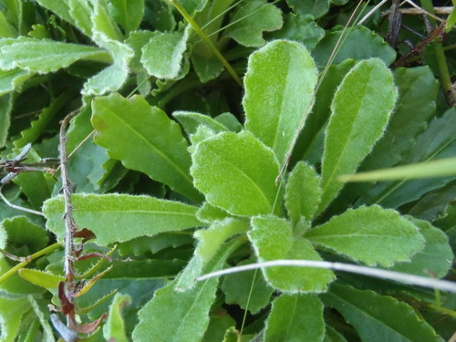 Image of Mairia purpurata by (c) Nicola van Berkel, some rights reserved (CC BY-SA)