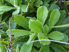 Mairia purpurata