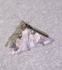 Condica cupentia