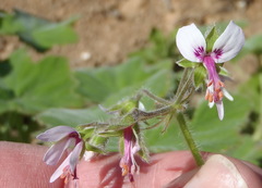 Pelargonium tomentosum