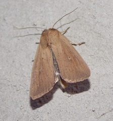 Leucania inconspicua