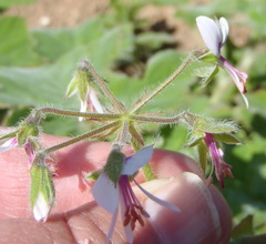 Pelargonium tomentosum
