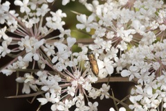 Anthaxia umbellatarum