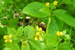 Geum macrophyllum macrophyllum