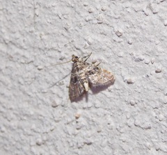Microphysetica hermeasalis