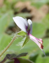 Pelargonium tomentosum