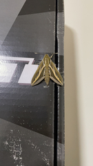 Hyles euphorbiarum
