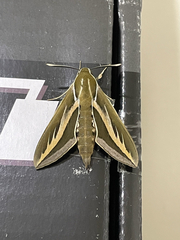 Hyles euphorbiarum