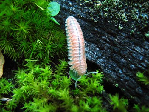 Sphaeriodesmidae
