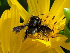 Megachile xylocopoides