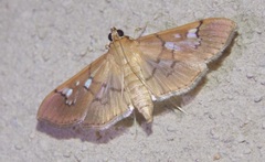 Microthyris anormalis