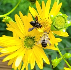 Megachile xylocopoides
