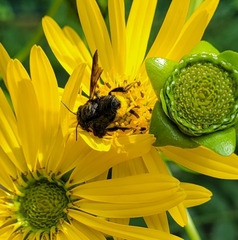 Megachile xylocopoides