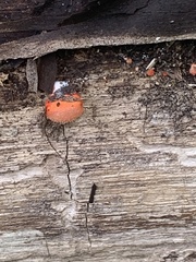 Crepidotus cinnabarinus