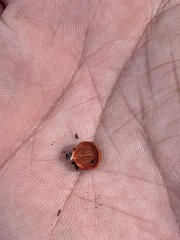 Crepidotus cinnabarinus