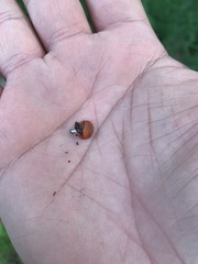Crepidotus cinnabarinus