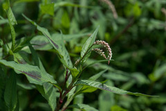 Persicaria lapathifolia lapathifolia