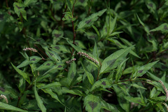 Persicaria lapathifolia lapathifolia