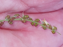 Melilotus altissimus