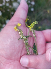 Melilotus altissimus