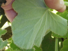 Pelargonium tomentosum