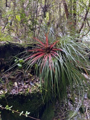 Fascicularia bicolor