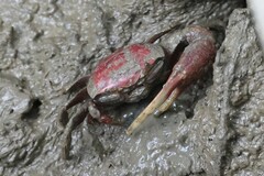 Minuca ecuadoriensis