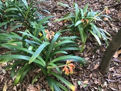 Clivia gardenii