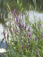 Lythrum salicaria